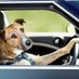dog $INDA car (@DogindacarSOL) Twitter profile photo