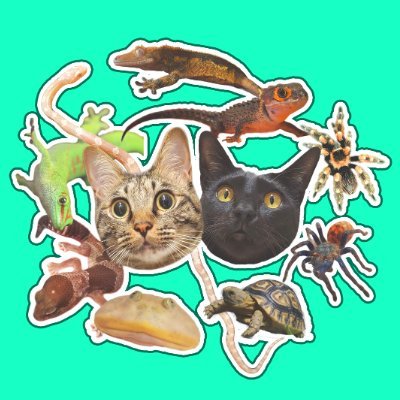 井上アフターバーナー@猫と爬虫類さんのプロフィール画像