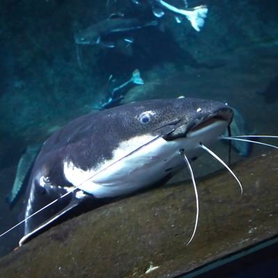 ゆぱぱ (@yupapakabupoi) / Posts / X