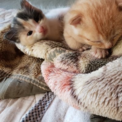 to73sa's profile picture. X 低浮上、インスタ低浮上 ですが、こっそり|ω◉`)と、チェック♡猫ちゃん🐱／🧡☃️ ／LH／ゆるキャラ／🥰💕