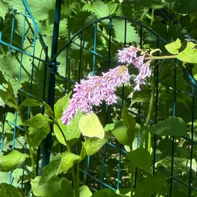 SLowenherz's profile picture. 