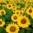 sb2430's profile image