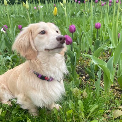 Lupin_thedog's profile picture. Lovely wiener
Golden retwitter
https://t.co/tZY3VzXagE