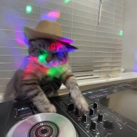 DJCAT COMMUNITY $DJCAT (@cto_djcat) Twitter profile photo