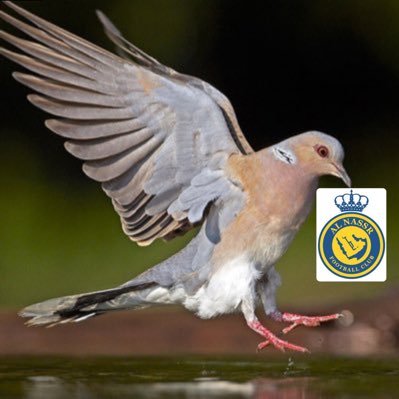 alra3beeah's profile picture. صاحبي لا تلحق الدنيا حسافه… لا يسج ابنا هديل الراعبيه…🕊️💛