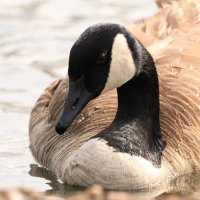 Save PG Liberty Park Geese(@SavePGGeese) 's Twitter Profile Photo