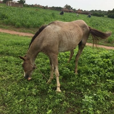 Modou2024's profile picture. Life is not about the wealth and success one achieved but the bonds one forged.💯✌🏿
I bow to No one except Allah.