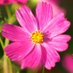 Cosmos🌸🌌 Healed by food and flowers🌼🎂🍝🍹💐💞✨ (@cosmos202403) Twitter profile photo