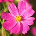 Cosmos🌸🌌The world is hopeful💞WisH✨💝🫶☮️🤝🕊️💐 (@cosmos202403) Twitter profile photo Cosmos🌸🌌The world is hopeful💞WisH✨💝🫶☮️🤝🕊️💐 (@cosmos202403) Twitter profile photo