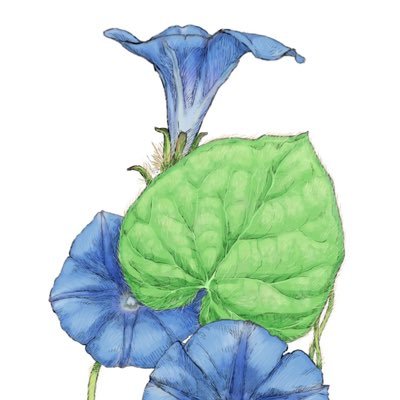 WeedandWildlife's profile picture.