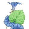 WeedandWildlife's profile picture. 当センターの取組みや野生動植物の季節の話題を掲載します。写真の多くは栃木県内、特に宇都宮市で撮影したものです。アカウント運用方針→https://t.co/EAk91J37HZ