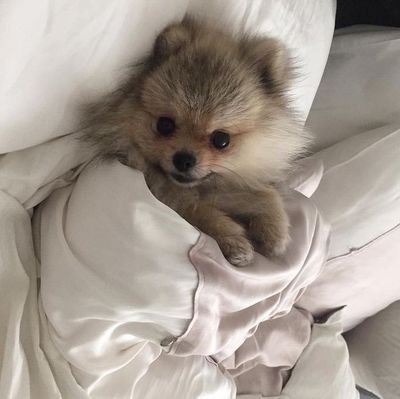 hiyori_1x1's profile picture. 20↑/SD流三/雑食/日本語勉強中