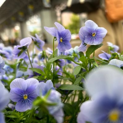 hoshiimo_hoku's profile picture. 芋はホクホク派