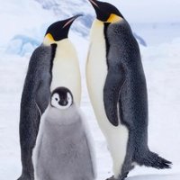 Maya Deogun (@mayadeogun) 's Twitter Profile