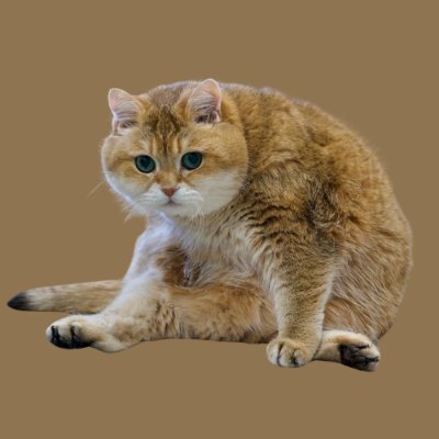 HosicoSOL_'s profile picture. I’m Hosico, Scottish straight, fluffy cheeks and a sweetie pie!