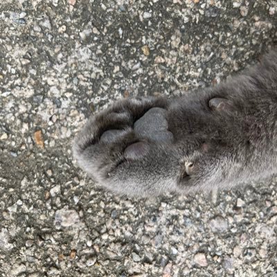 chcs__'s profile picture. 