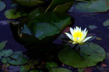 AZLO7FAN's profile picture. 