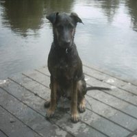 Sander Faas (@fukmusk48576) 's Twitter Profile