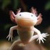 axolotll (@axolotll9) Twitter profile photo axolotll (@axolotll9) Twitter profile photo