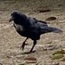 👁️🗨️😈⛩️からすちゃん🐦⬛👧🏻👦🏻🐈⬛ (@maccr0cr0w) Twitter profile photo 👁️🗨️😈⛩️からすちゃん🐦⬛👧🏻👦🏻🐈⬛ (@maccr0cr0w) Twitter profile photo