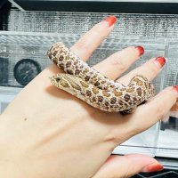 @ira (@ira_reptiles) Twitter profile photo