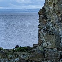 Alf (@alf_stff) 's Twitter Profile