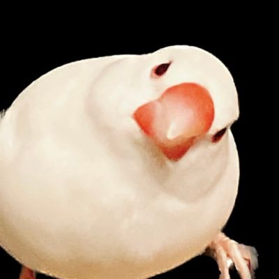 視覚障害者(1級・弱視)/愛鳥と二人暮らし/趣味はゲーム、音楽等々/中途障害故に色んな情報に疎く、オンライン・リアル両面から自分で情報を得られるように奮闘中🌸
