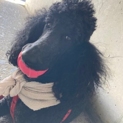 haroharoaac's profile picture. 