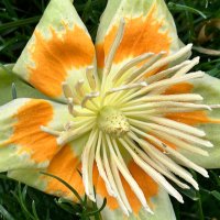 local ecologist 🌻🐦‍⬛ (@localecologist) 's Twitter Profile