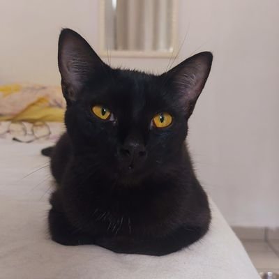 Nordestino, bi, redutor de danos, maconheiro, skatista de fds e tmb praiero.
Hokage da vila oculta da fumaça.
Tenho preconceito com crente e liberaloides.