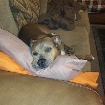 my fur babies are my life...#pittieparent...beautiful lady and family...38 from Indiana...
