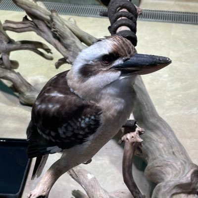 namakura001's profile picture. 