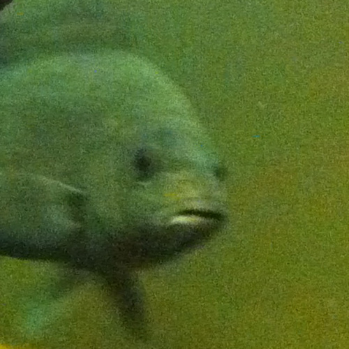 sootythefish's profile picture. 