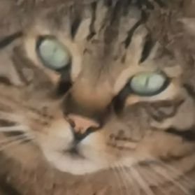 Henri_Staraira's profile picture. Tout ce que je dis doit être pris au premier degré car je ne connais pas l'humour et le sacarsme.

Merci.