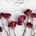 عاشق البدويات (@alrda2941) Twitter profile photo عاشق البدويات (@alrda2941) Twitter profile photo