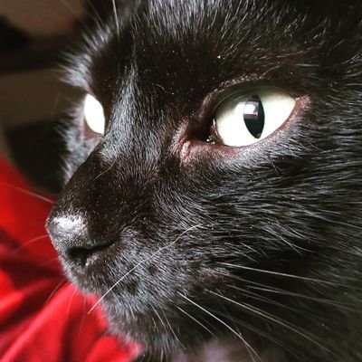 Chris_Caotic's profile picture. 