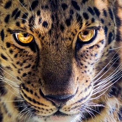 shitumaOduor's profile picture. Student at karatina university
Information Technology
Arsenal fan
Yanga fan
Afc leopards fan
Web developer
Software engineer
Barcelona fan
PSG fan