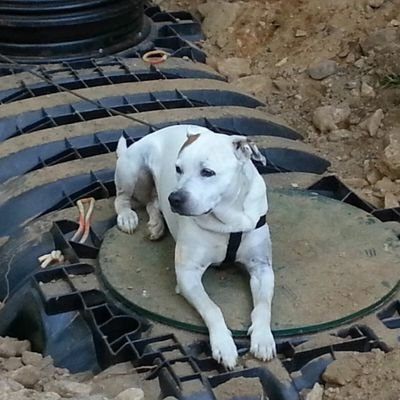 stanyes1921's profile picture. Retired Bldg. Manager, HS Football Coach and big time animal lover especially 🐕 🐶.