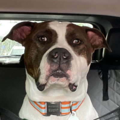 StapellShow's profile picture. I like Marvel movies & BAD football teams #Whodey #GoAvsGo #UConn🏀 6️⃣🏆