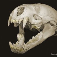 DED OTTER MAN (@dedotterman) 's Twitter Profile