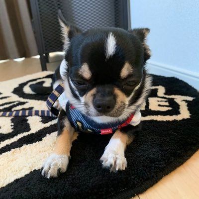 Toratoratetiti's profile picture. 