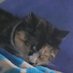◇gato◇ (@deltastuf) Twitter profile photo ◇gato◇ (@deltastuf) Twitter profile photo