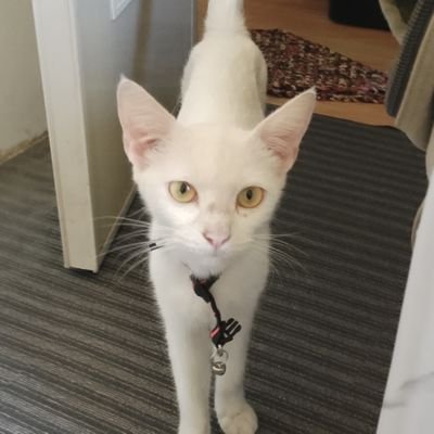 iamMonXed's profile picture. 