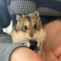 ハーちゃん (@roshan89453013) 's Twitter Profile