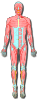 HumanBody_Facts's profile picture. Human Body Facts