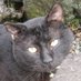S***** H*** A*** (@a000h000s00000) Twitter profile photo S***** H*** A*** (@a000h000s00000) Twitter profile photo