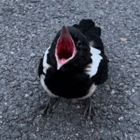 낌봄보 (@quimbombo_) 's Twitter Profile