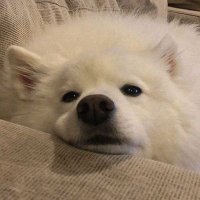 🐳🦭ML.EMBN🦊🐰 (@tnc_ml) 's Twitter Profile