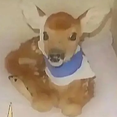 parablelicker's profile picture. recombobulating