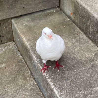 pdf27041622's profile picture. slow learner                 St. Dismas follower